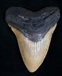 Megalodon Tooth - North Carolina #10497-1